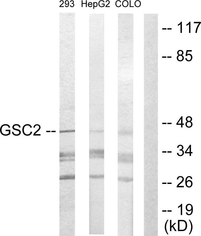 GSCL / GSC2 Antibody - Western blot analysis of extracts from 293 cells, HepG2 cells and COLO205 cells, using GSC2 antibody.