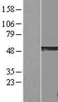 GSDMA Protein - Western validation with an anti-DDK antibody * L: Control HEK293 lysate R: Over-expression lysate