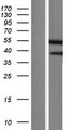 GSDMB / Gasdermin-Like Protein - Western validation with an anti-DDK antibody * L: Control HEK293 lysate R: Over-expression lysate