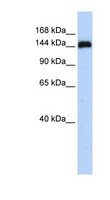 GSE1 / KIAA0182 Antibody - KIAA0182 antibody Western blot of 721_B cell lysate. This image was taken for the unconjugated form of this product. Other forms have not been tested.