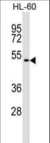 GSG1 Antibody - GSG1 Antibody western blot of HL-60 cell line lysates (35 ug/lane). The GSG1 antibody detected the GSG1 protein (arrow).
