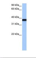 GSG1 Antibody - NTERA2 cell lysate. Antibody concentration: 1.0 ug/ml. Gel concentration: 12%.  This image was taken for the unconjugated form of this product. Other forms have not been tested.