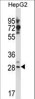 GSG1L Antibody - GSG1L Antibody western blot of HepG2 cell line lysates (35 ug/lane). The GSG1L antibody detected the GSG1L protein (arrow).