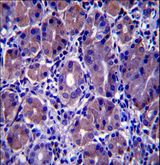 GSG1L Antibody - GSG1L Antibody immunohistochemistry of formalin-fixed and paraffin-embedded human stomach tissue followed by peroxidase-conjugated secondary antibody and DAB staining.