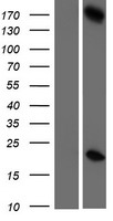 GSG2 / HASPIN Protein - Western validation with an anti-DDK antibody * L: Control HEK293 lysate R: Over-expression lysate