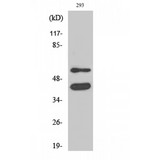 GSK3 Alpha+Beta Antibody - Western blot of GSK3alpha/beta antibody