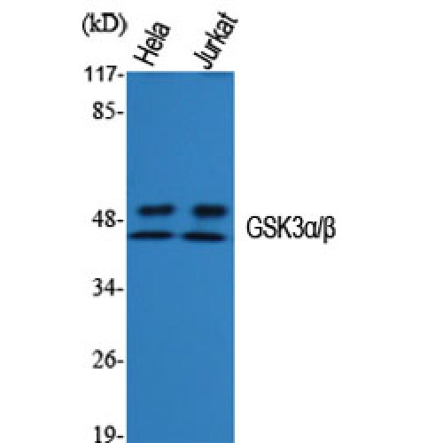 GSK3 Alpha+Beta Antibody - Western blot of GSK3alpha/beta antibody