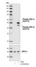 GSK3 Alpha+Beta Antibody - Western blot of extracts from COS-7 cells, lambda phosphatase- or PDGF-treated.