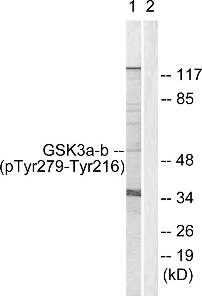 GSK3 Alpha+Beta Antibody - Western blot analysis of lysates from HeLa cells, using GSK3 alpha/beta (Phospho-Tyr279/216) Antibody. The lane on the right is blocked with the phospho peptide.