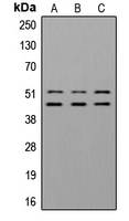 GSK3 Alpha+Beta Antibody - Western blot analysis of GSK3 alpha/beta (pY279/216) expression in A549 insulin-treated (A); NIH3T3 insulin-treated (B) whole cell lysates.