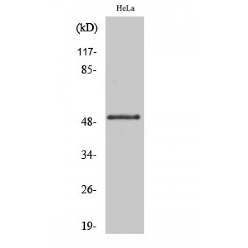 GSK3A / GSK3 Alpha Antibody - Western blot of Phospho-GSK3alpha (S21) antibody