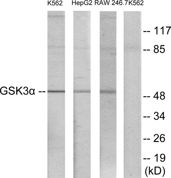 GSK3A / GSK3 Alpha Antibody - Western blot analysis of lysates from K562, HepG2, and RAW264.7 cells, using GSK3 alpha Antibody. The lane on the right is blocked with the synthesized peptide.