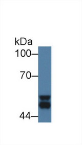 GSK3A / GSK3 Alpha Antibody - Western Blot; Sample: Mouse Cerebrum lysate; Primary Ab: 1µg/ml Rabbit Anti-Mouse GSK3a Antibody Second Ab: 0.2µg/mL HRP-Linked Caprine Anti-Rabbit IgG Polyclonal Antibody