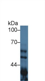 GSK3A / GSK3 Alpha Antibody - Western Blot; Sample: Mouse Lung lysate; Primary Ab: 1µg/ml Rabbit Anti-Mouse GSK3a Antibody Second Ab: 0.2µg/mL HRP-Linked Caprine Anti-Rabbit IgG Polyclonal Antibody (Catalog: SAA544Rb19