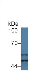 GSK3A / GSK3 Alpha Antibody - Western Blot; Sample: Mouse Placenta lysate; Primary Ab: 1µg/ml Rabbit Anti-Mouse GSK3a Antibody Second Ab: 0.2µg/mL HRP-Linked Caprine Anti-Rabbit IgG Polyclonal Antibody (Catalog: SAA544Rb19