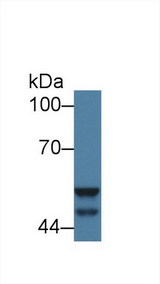 GSK3A / GSK3 Alpha Antibody - Western Blot; Sample: Mouse Small intestine lysate;  Primary Ab: 1µg/ml Rabbit Anti-Mouse GSK3a Antibody Second Ab: 0.2µg/mL HRP-Linked Caprine Anti-Rabbit IgG Polyclonal Antibody (Catalog: SAA544Rb19