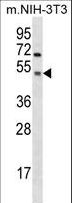 GSK3A / GSK3 Alpha Antibody - Mouse Gsk3a Antibody western blot of mouse NIH-3T3 cell line lysates (35 ug/lane). The Gsk3a antibody detected the Gsk3a protein (arrow).