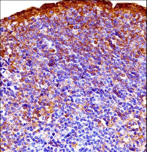 GSK3A / GSK3 Alpha Antibody - Mouse Gsk3a Antibody immunohistochemistry of formalin-fixed and paraffin-embedded mouse lymph node(mandibular) followed by peroxidase-conjugated secondary antibody and DAB staining.