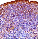 GSK3A / GSK3 Alpha Antibody - Mouse Gsk3a Antibody immunohistochemistry of formalin-fixed and paraffin-embedded mouse lymph node(mandibular) followed by peroxidase-conjugated secondary antibody and DAB staining.