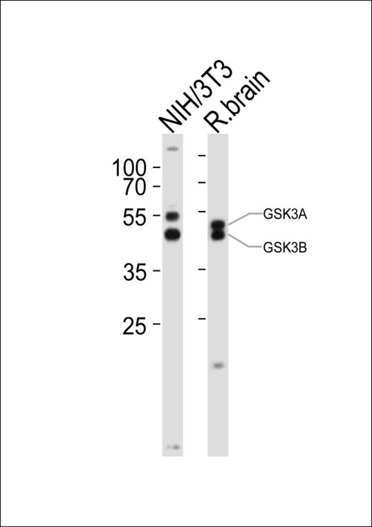 GSK3A / GSK3 Alpha Antibody - Western blot of lysates from mouse NIH/3T3 cell line, rat brain tissue lysate (from left to right), using GSK3A antibody diluted at 1:1000 at each lane. A goat anti-rabbit IgG H&L (HRP) at 1:10000 dilution was used as the secondary antibody. Lysates at 20 ug per lane.