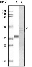 GSK3A / GSK3 Alpha Antibody - GSK3 alpha Antibody in Western Blot (WB)