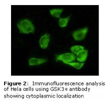 GSK3A / GSK3 Alpha Antibody