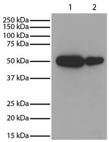GSK3A / GSK3 Alpha Antibody - Lane 1 - JurkatLane 2 - NIH 3T3Total cell lysates were resolved by electrophoresis, transferred to PVDF membrane, and probed with Mouse Anti-GSK-3a-HRP. Proteins were visualized using chemiluminescent detection.