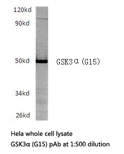 GSK3A / GSK3 Alpha Antibody - Western blot of GSK3 (G15) pAb in extracts from HeLa cells.