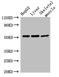 GSK3A / GSK3 Alpha Antibody - Positive WB detected in:HepG2 whole cell lysate,Rat liver tissue,Rat skeletal muscle tissue;All lanes:GSK3A antibody at 3?g/ml;Secondary;Goat polyclonal to rabbit IgG at 1/50000 dilution;Predicted band size: 51 KDa;Observed band size: 51 KDa;