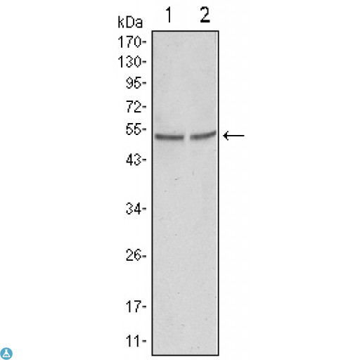 GSK3A / GSK3 Alpha Antibody - Western Blot (WB) analysis using GSK3alpha Monoclonal Antibody against HeLa (1) and PC-3 cell lysate.