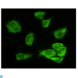 GSK3A / GSK3 Alpha Antibody - Immunofluorescence (IF) analysis of HeLa cells using GSK3alpha Monoclonal Antibody showing cytoplasmic localization.