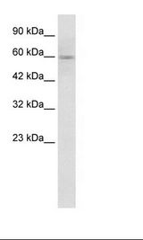GSK3A / GSK3 Alpha Antibody - HepG2 Cell Lysate.  This image was taken for the unconjugated form of this product. Other forms have not been tested.