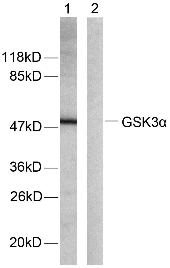 GSK3A / GSK3 Alpha Antibody - Western blot analysis of extracts from ovary cancer cells. Line1: Using GSK3a(Ab-21) Antibody; Line2: The same antibody preincubated with synthesized peptide.
