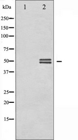 GSK3A / GSK3 Alpha Antibody - Western blot analysis of GSK3 alpha/beta phosphorylation expression in HeLa whole cells lysates. The lane on the left is treated with the antigen-specific peptide.