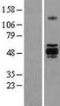 GSK3A / GSK3 Alpha Protein - Western validation with an anti-DDK antibody * L: Control HEK293 lysate R: Over-expression lysate