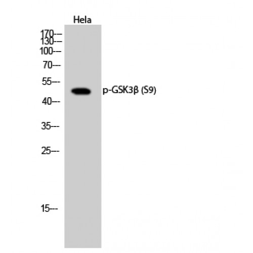 GSK3B / GSK3 Beta Antibody - Western blot of Phospho-GSK3beta (S9) antibody