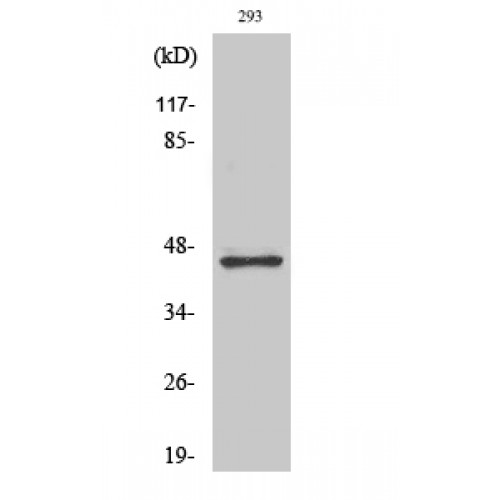 GSK3B / GSK3 Beta Antibody - Western blot of GSK3beta antibody