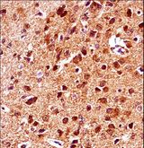 GSK3B / GSK3 Beta Antibody - Mouse Gsk3b Antibody immunohistochemistry of formalin-fixed and paraffin-embedded mouse brain tissue followed by peroxidase-conjugated secondary antibody and DAB staining.