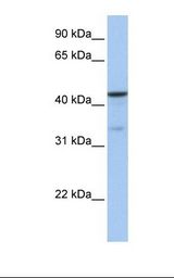 GSK3B / GSK3 Beta Antibody - 721_B cell lysate. Antibody concentration: 1.0 ug/ml. Gel concentration: 12%.  This image was taken for the unconjugated form of this product. Other forms have not been tested.