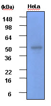 GSK3B / GSK3 Beta Antibody - Cell lysates of HeLa (each 30 ug) were resolved by SDS-PAGE, transferred to PVDF membrane and probed with anti-human GSK3beta (1:2000). Proteins were visualized using a goat anti-mouse secondary antibody conjugated to HRP and an ECL detection system.
