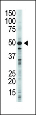 GSK3B / GSK3 Beta Antibody - The anti-GSK3B antibody is used in Western blot to detect GSK3B in 293 cell lysate.