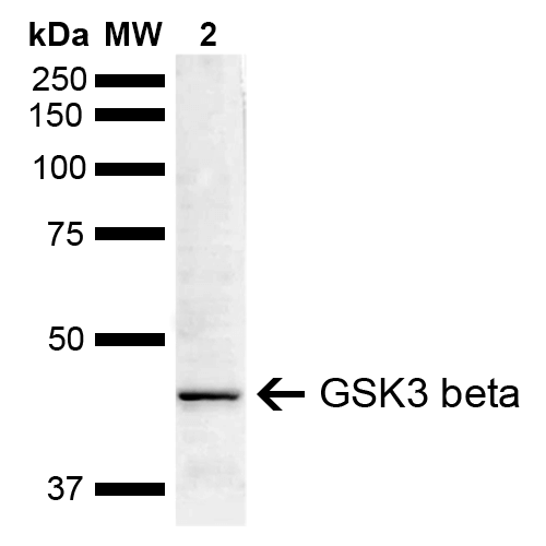 GSK3B / GSK3 Beta Antibody - Western blot analysis of Mouse Brain showing detection of ~46.7 kDa GSK3 beta protein using Rabbit Anti-GSK3 beta Polyclonal Antibody. Lane 1: Molecular Weight Ladder (MW). Lane 2: Mouse Brain. Load: 15 µg. Block: 5% Skim Milk in 1X TBST. Primary Antibody: Rabbit Anti-GSK3 beta Polyclonal Antibody  at 1:1000 for 16 hours at 4°C. Secondary Antibody: Goat Anti-Rabbit IgG: HRP at 1:3000 for 1 hour at RT. Color Development: ECL solution for 5 min at RT. Predicted/Observed Size: ~46.7 kDa.