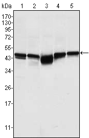 GSK3B / GSK3 Beta Antibody - Western blot using GSK3B mouse monoclonal antibody against A549 (1), K562 (2), PC-12 (3), NIH/3T3 (4), and HEK293 (5) cell lysate.