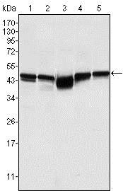 GSK3B / GSK3 Beta Antibody - Western Blot: GSK3 beta Antibody (3D10) - Western blot analysis using GSK3 beta mouse mAb against A549 (1), K562 (2), PC-12 (3), NIH/3T3 (4), and HEK293 (5) cell lysates.  This image was taken for the unconjugated form of this product. Other forms have not been tested.