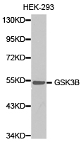 GSK3B / GSK3 Beta Antibody - Western blot of extracts of HEK-293 cell line, using GSK3B antibody.