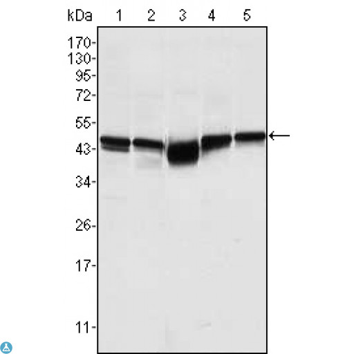 GSK3B / GSK3 Beta Antibody - Western Blot (WB) analysis using GSK3beta Monoclonal Antibody against A549 (1), K562 (2), PC-12 (3), NIH/3T3 (4), and HEK293 (5) cell lysate.