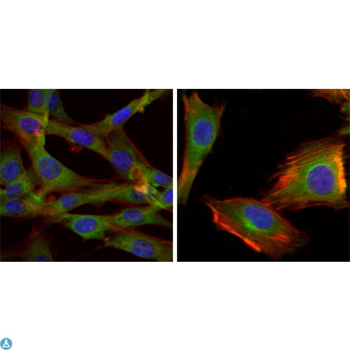 GSK3B / GSK3 Beta Antibody - Immunofluorescence (IF) analysis of NIH/3T3 (left) and U251 (right) cells using GSK3beta Monoclonal Antibody (green). Blue: DRAQ5 fluorescent DNA dye. Red: Actin filaments have been labeled with Alexa Fluor-555 phalloidin.
