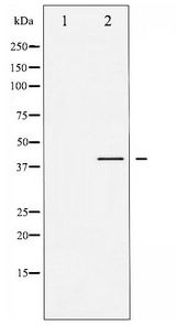 GSK3B / GSK3 Beta Antibody - Western blot of GSK3 beta phosphorylation expression in EGF treated HeLa whole cell lysates,The lane on the left is treated with the antigen-specific peptide.