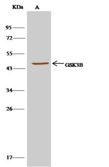 GSK3B / GSK3 Beta Antibody - Mouse GSK3B was immunoprecipitated using: Lane A: 0.5 mg Hela Whole Cell Lysate. 1 uL anti-Mouse GSK3B rabbit polyclonal antibody and 15 ul of 50% Protein G agarose. Primary antibody: Anti-Mouse GSK3B rabbit polyclonal antibody, at 1:500 dilution. Secondary antibody: Clean-Blot IP Detection Reagent (HRP) at 1:500 dilution. Developed using the DAB staining technique. Performed under reducing conditions. Predicted band size: 47 kDa. Observed band size: 47 kDa.