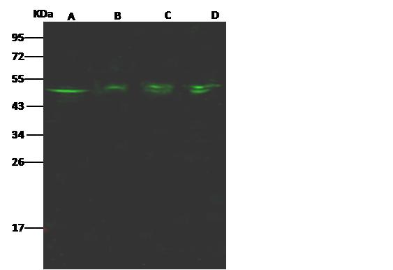 GSK3B / GSK3 Beta Antibody - Anti-GSK3B rabbit polyclonal antibody at 1:500 dilution. Lane A: A431 Whole Cell Lysate. Lane B: MCF7 Whole Cell Lysate. Lane C: A549 Whole Cell Lysate. Lane D: K562 Whole Cell Lysate. Lysates/proteins at 30 ug per lane. Secondary: Goat Anti-Rabbit IgG H&L (Dylight 800) at 1/10000 dilution. Developed using the Odyssey technique. Performed under reducing conditions. Predicted band size: 47 kDa. Observed band size: 49 kDa.